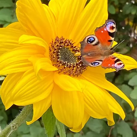 Natuurleev Hanerau-Hademarschen